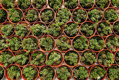 Directly above view of plants at greenhouse