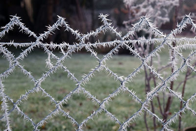 Close-up of grass against sky