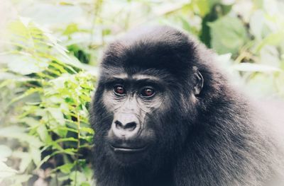 Gorilla in uganda 