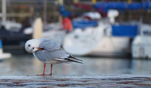 Seagull perching on wooden post