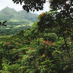 Scenic view of mountains