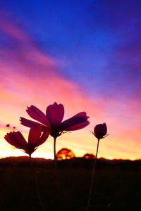 Close-up of purple flowering plant on field against sky during sunset