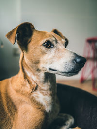 Close-up of dog looking away at home