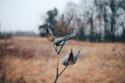 Close-up of dead tree on field against sky