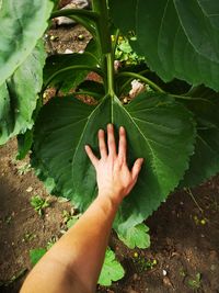Close-up of hand touching leaves