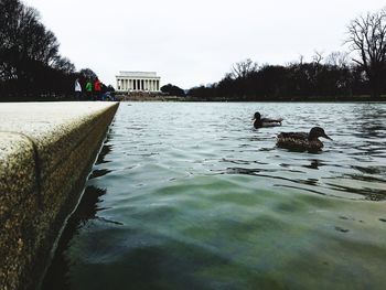 Ducks swimming on lake against clear sky