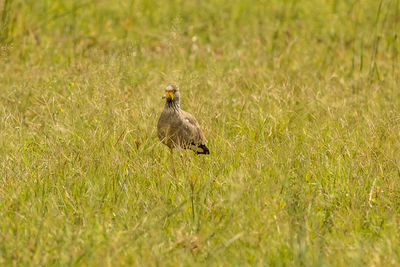 Bird in a field