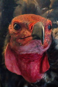 Close-up of a bird