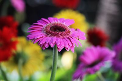 Close-up of pink flowering plant in park