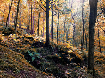 Trees in forest during autumn