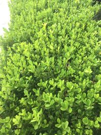 Green leaves on tree