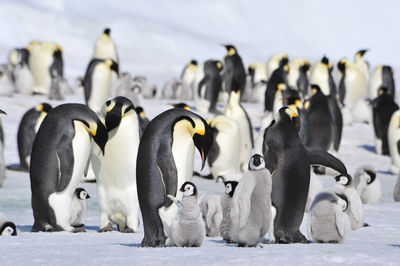 Flock of birds in snow