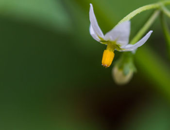 Close-up of white flower blooming outdoors