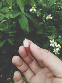 Close-up of hand holding plant