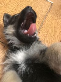 Close-up of a dog lying down