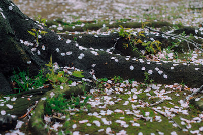 Close-up of lichen growing on tree