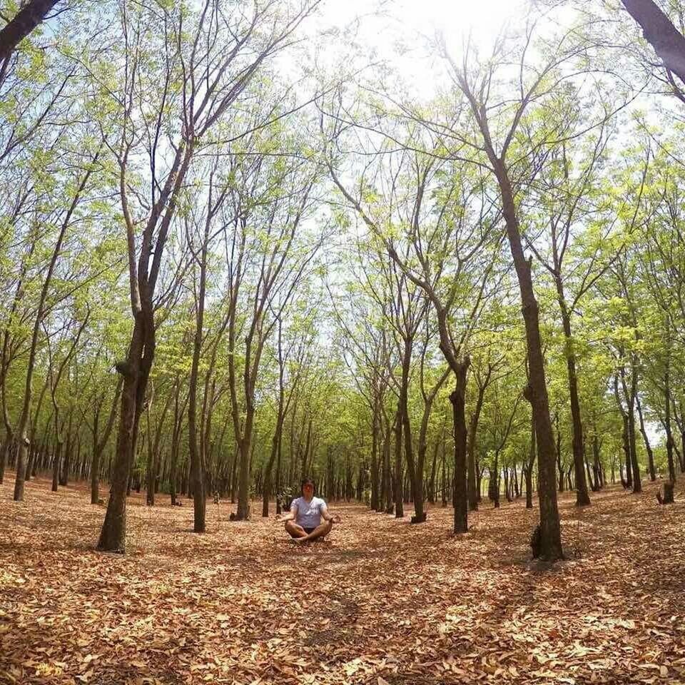 TREES ON LANDSCAPE