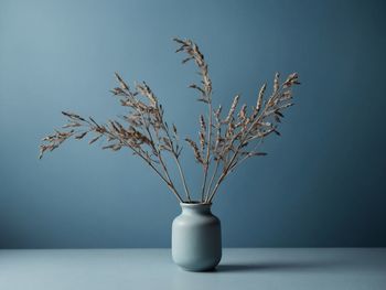 Close-up of potted plant against white background