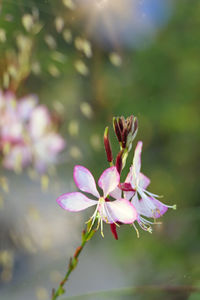 Close-up of pink flowering plant