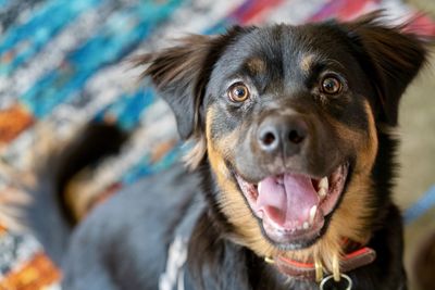 Close-up portrait of dog