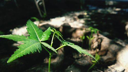 Close-up of leaves