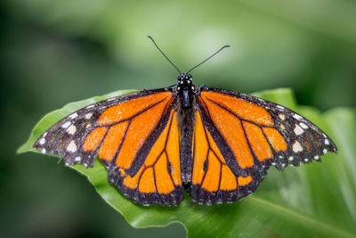 Close-up of butterfly on plant