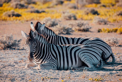 Zebra relaxing on field