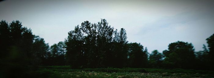 Bare trees on grassy field