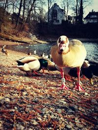 Birds on ground