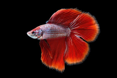 Close-up of fish over black background