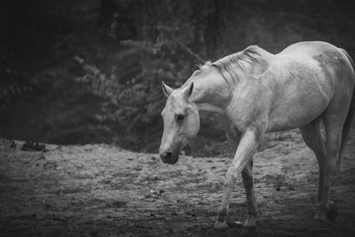 Close-up of horse walking on field