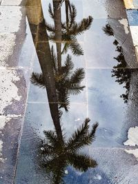 Reflection of trees on puddle