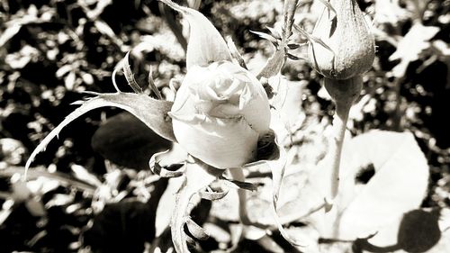 Close-up of flowers