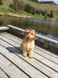 Portrait of dog on wooden pier