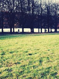 Scenic view of trees on field against sky