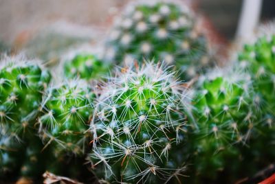 Close-up of cactus plant