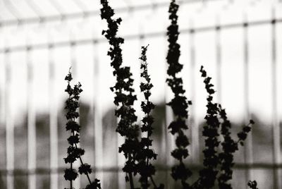 Close-up of flowering plants hanging from tree