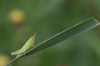 Close-up of insect on leaf