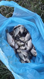 High angle view of dead fishes in plastic bag