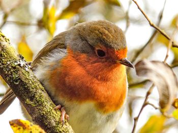 Close-up of bird perching on tree