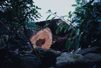 Rock formation in forest