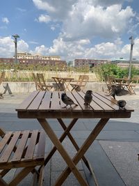 View of birds on table against the sky