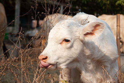 Close-up of a sheep on field