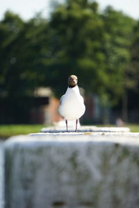 Rear view of seagull perching on plant