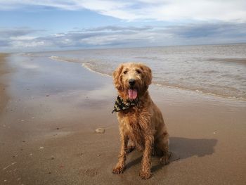 Dog on beach