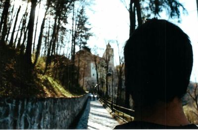 Trees along road