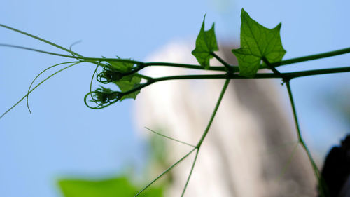 Low angle view of plant against sky