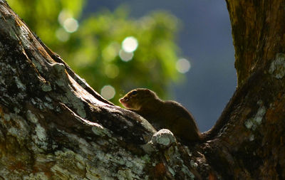 Close-up of squirrel on tree trunk