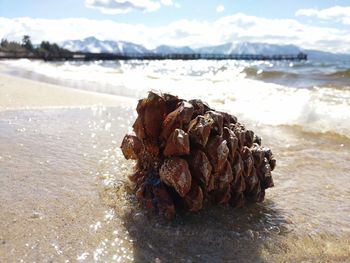 Close-up of sea shore against sky