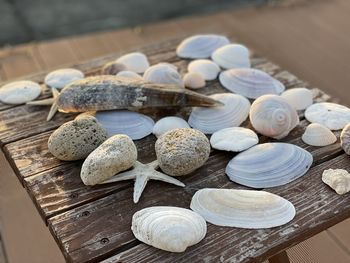 High angle view of shells on table
